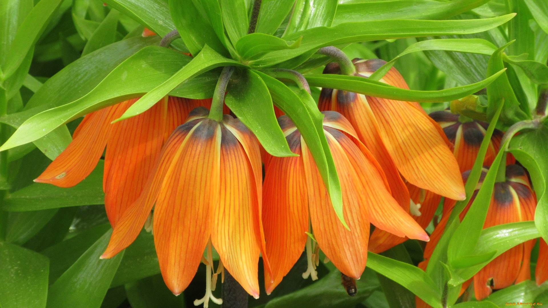 цветы, рябчики, весна, 2018