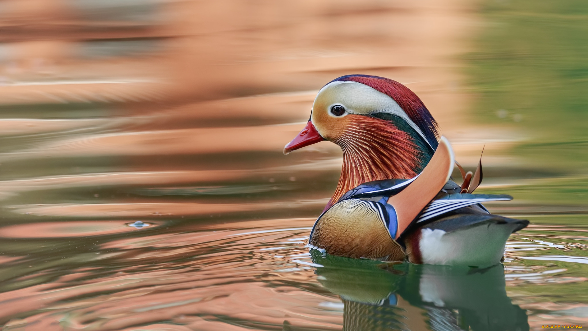 животные, утки, птичка