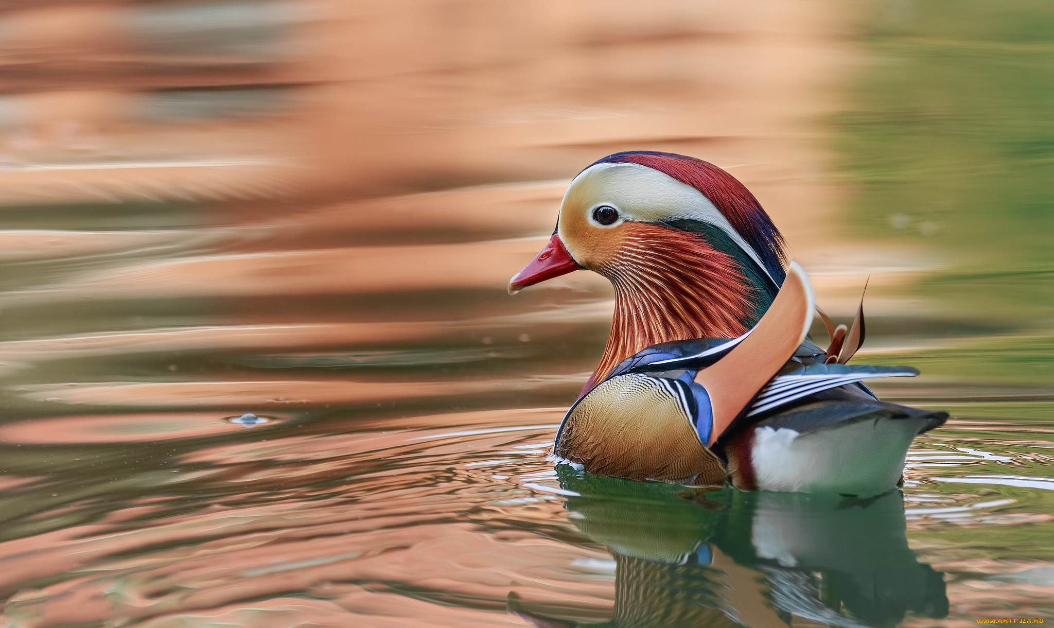 животные, утки, птичка