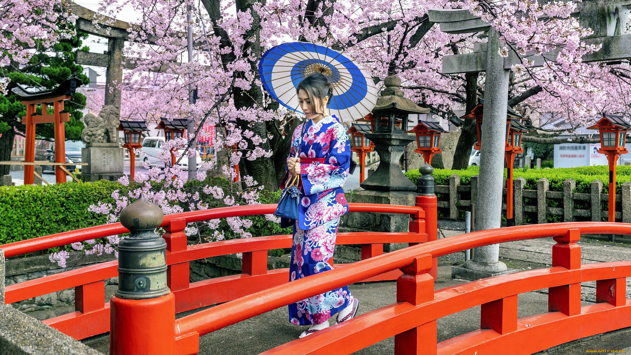 девушки, -, азиатки, парк, сакура, весна, азиатка, кимоно, зонтик, мостик