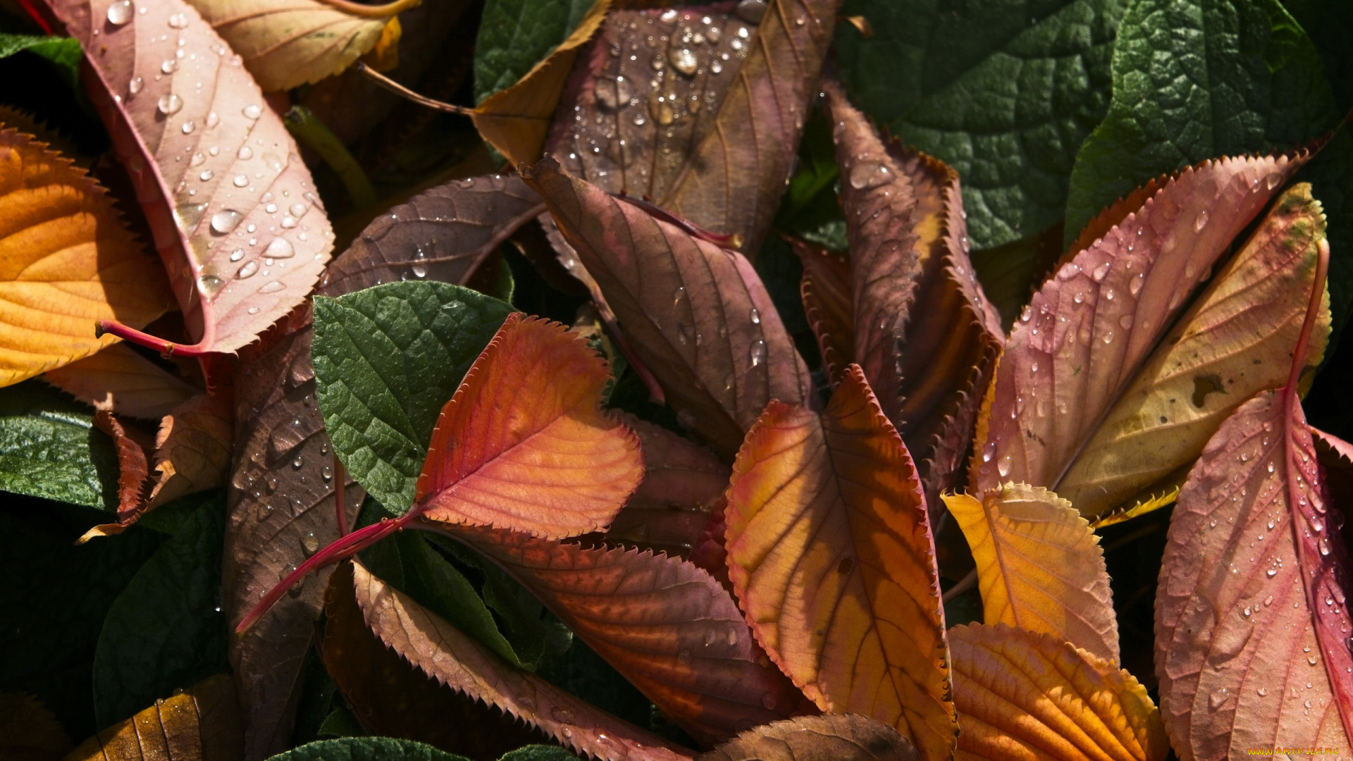 природа, листья, осенние, капли, макро