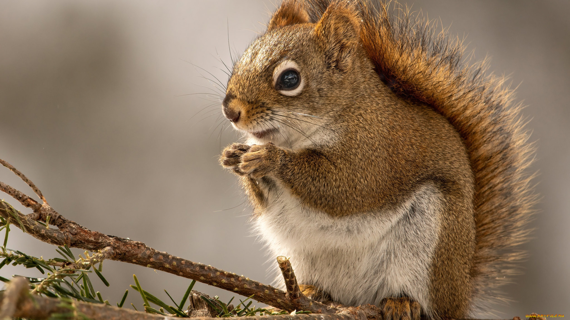 животные, белки, белка