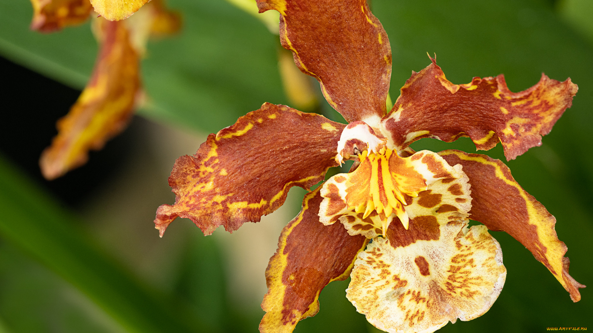 цветы, орхидеи, орхидея