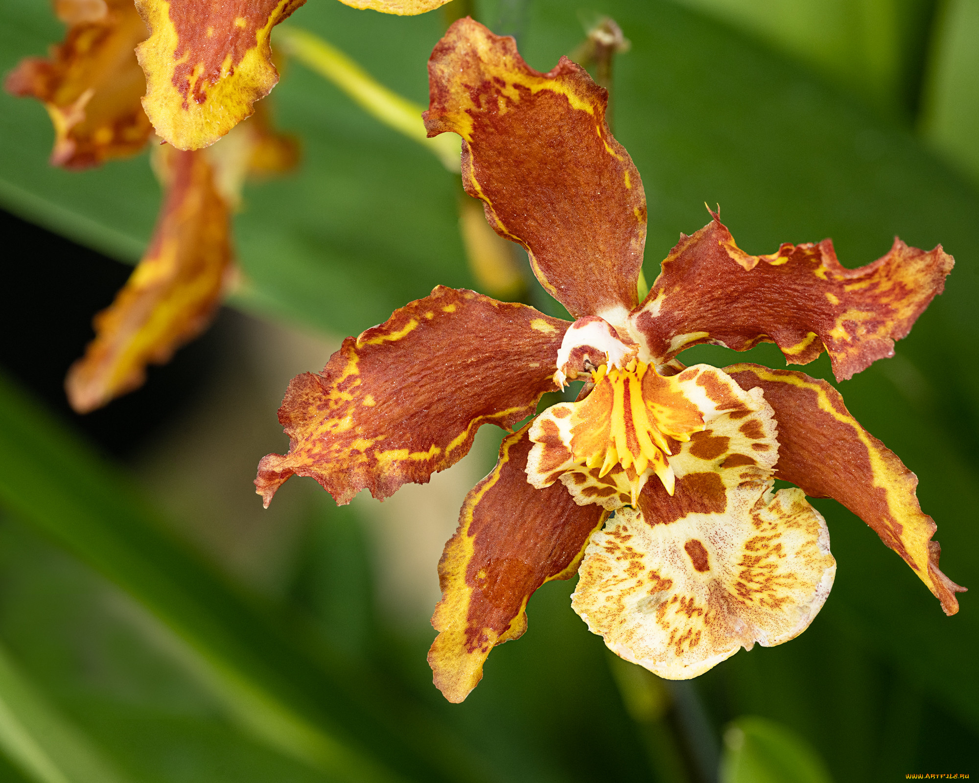 цветы, орхидеи, орхидея