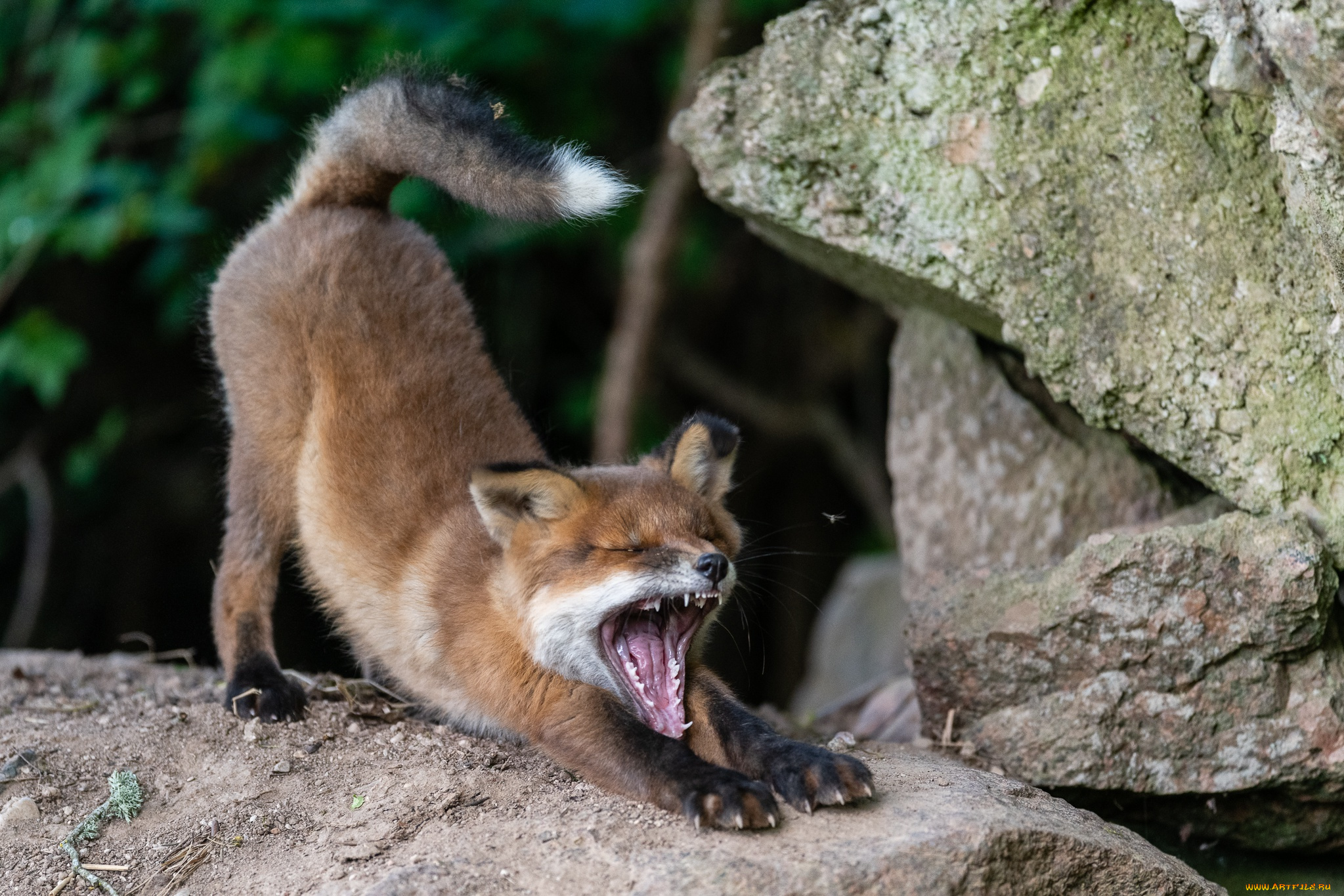 животные, лисы, лиса