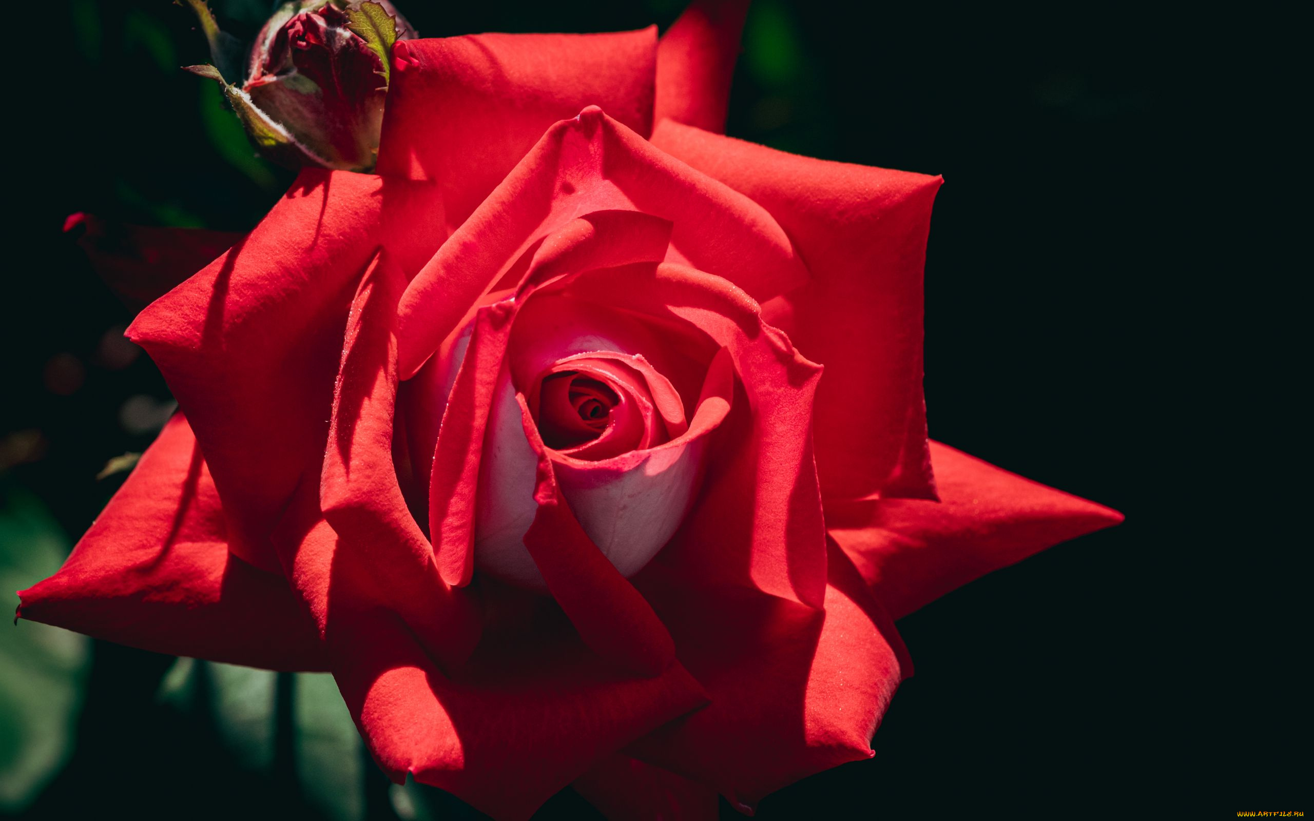 цветы, розы, алая, роза, макро