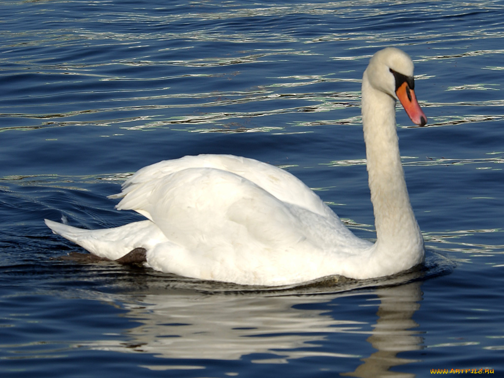 животные, лебеди