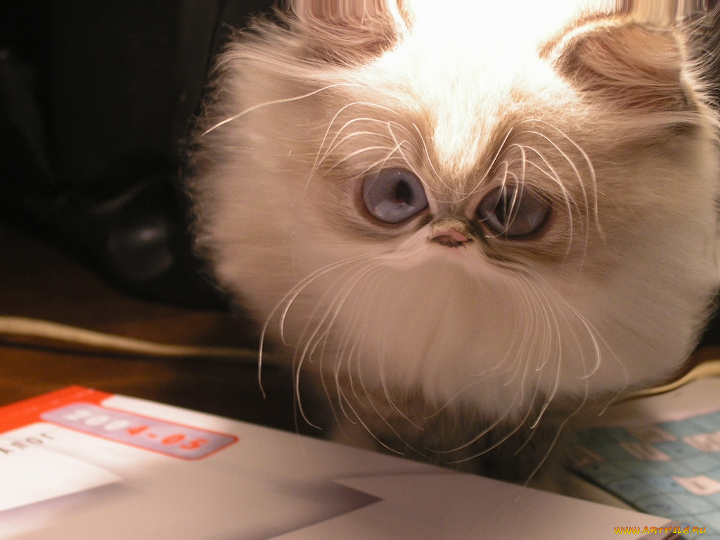 cat, юмор, приколы