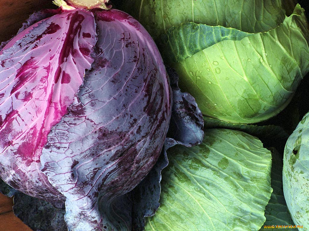 еда, капуста, её, разновидности