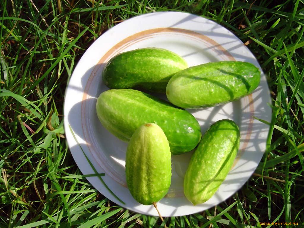 еда, огурцы