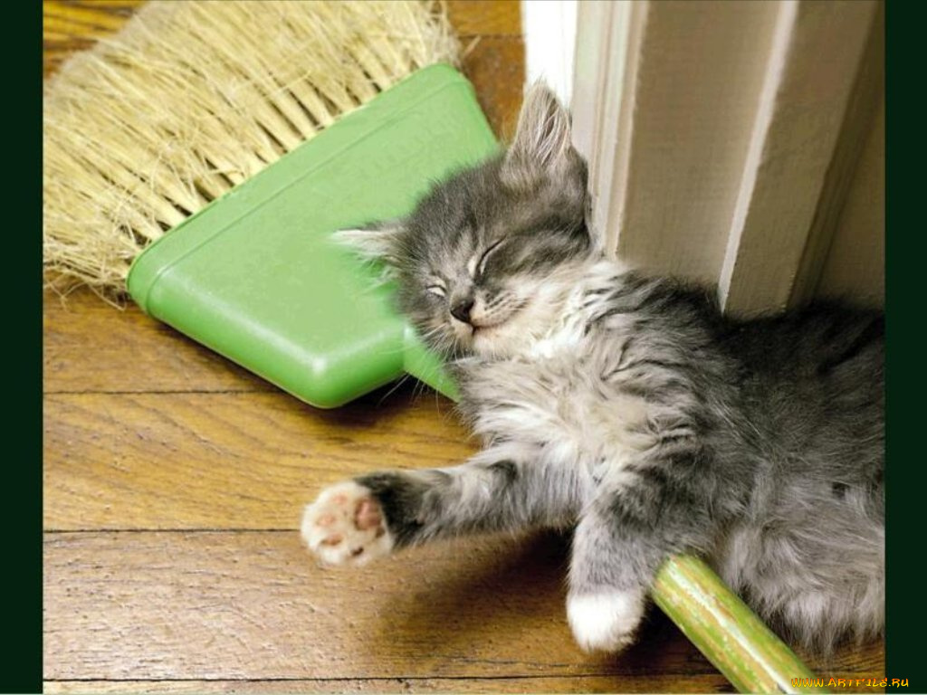 животные, коты