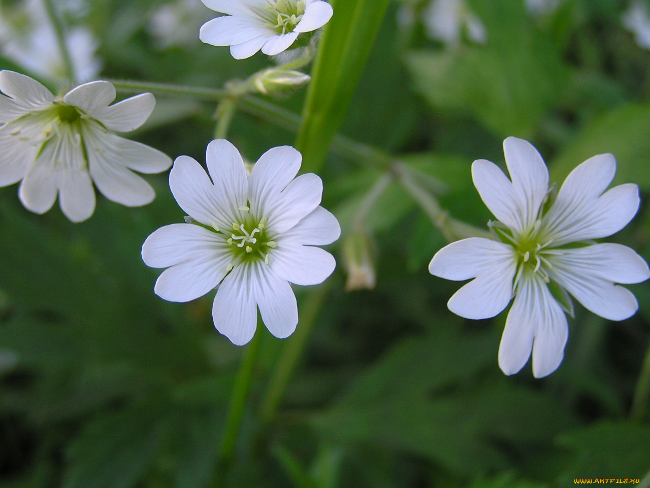 цветы, луговые, полевые