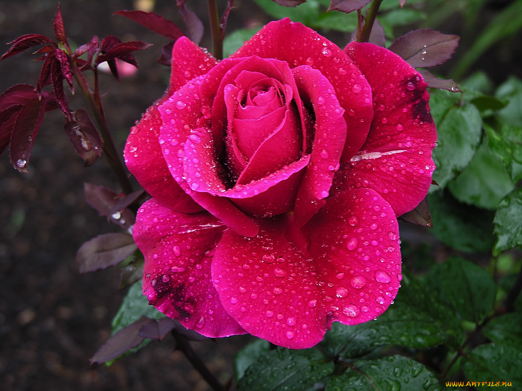 цветы, розы