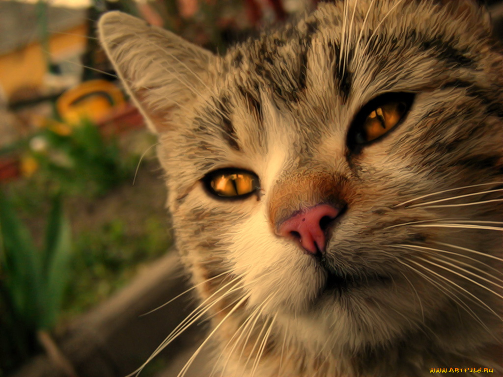 животные, коты