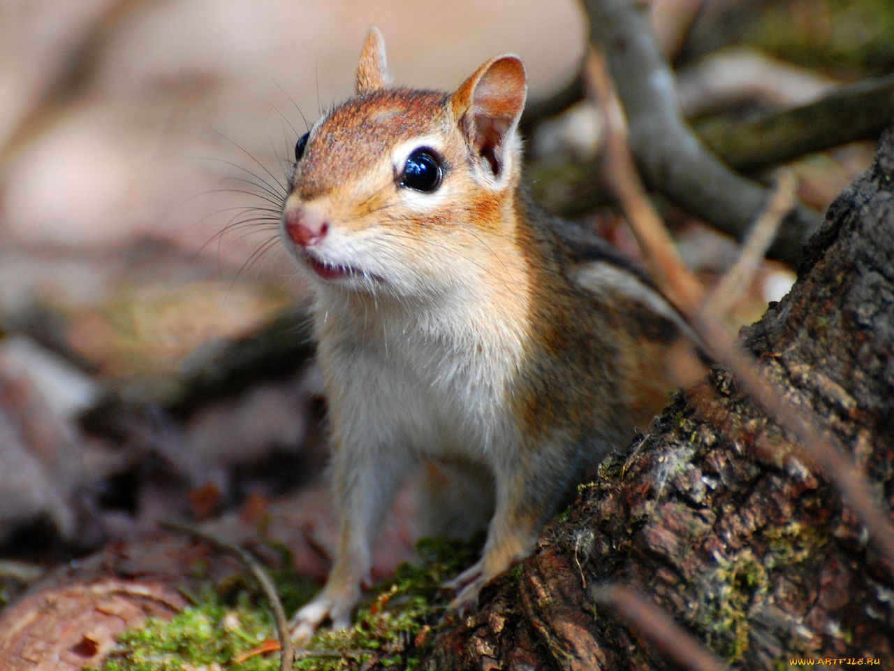 животные, бурундуки