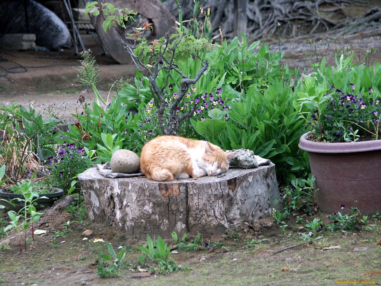 животные, коты