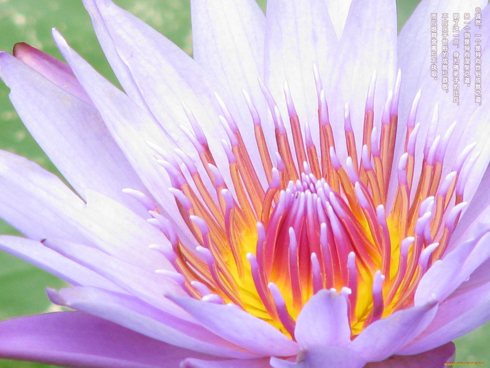 цветы, лилии, водяные, нимфеи, кувшинки