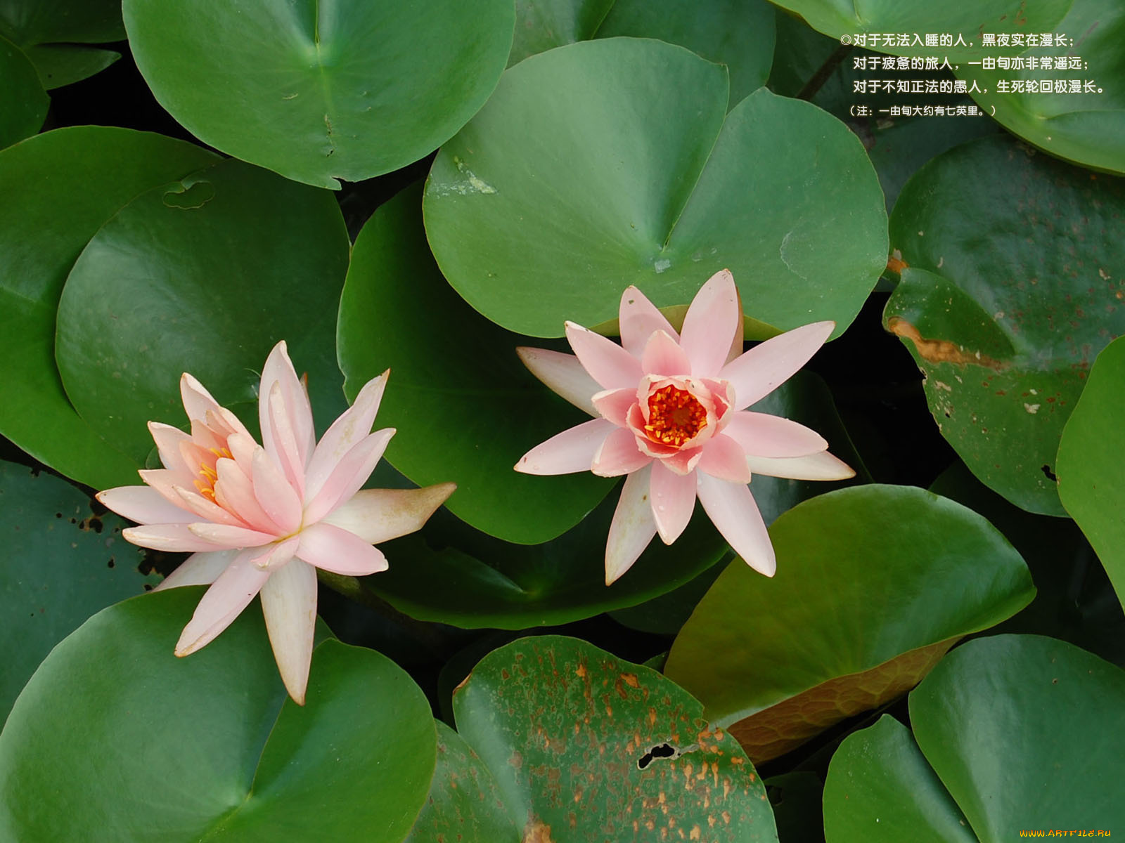 цветы, лилии, водяные, нимфеи, кувшинки