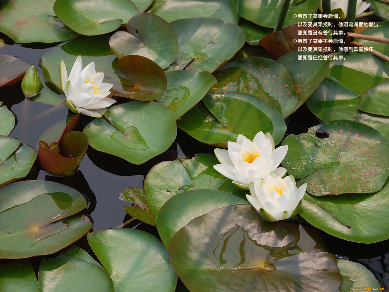 цветы, лилии, водяные, нимфеи, кувшинки