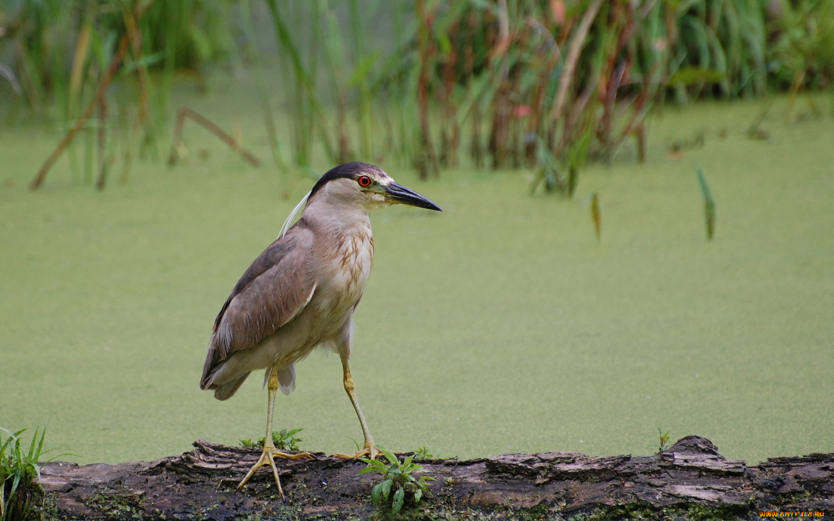 животные, птицы