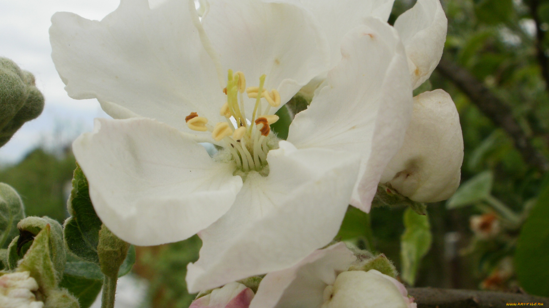 цветы, цветущие, деревья, кустарники