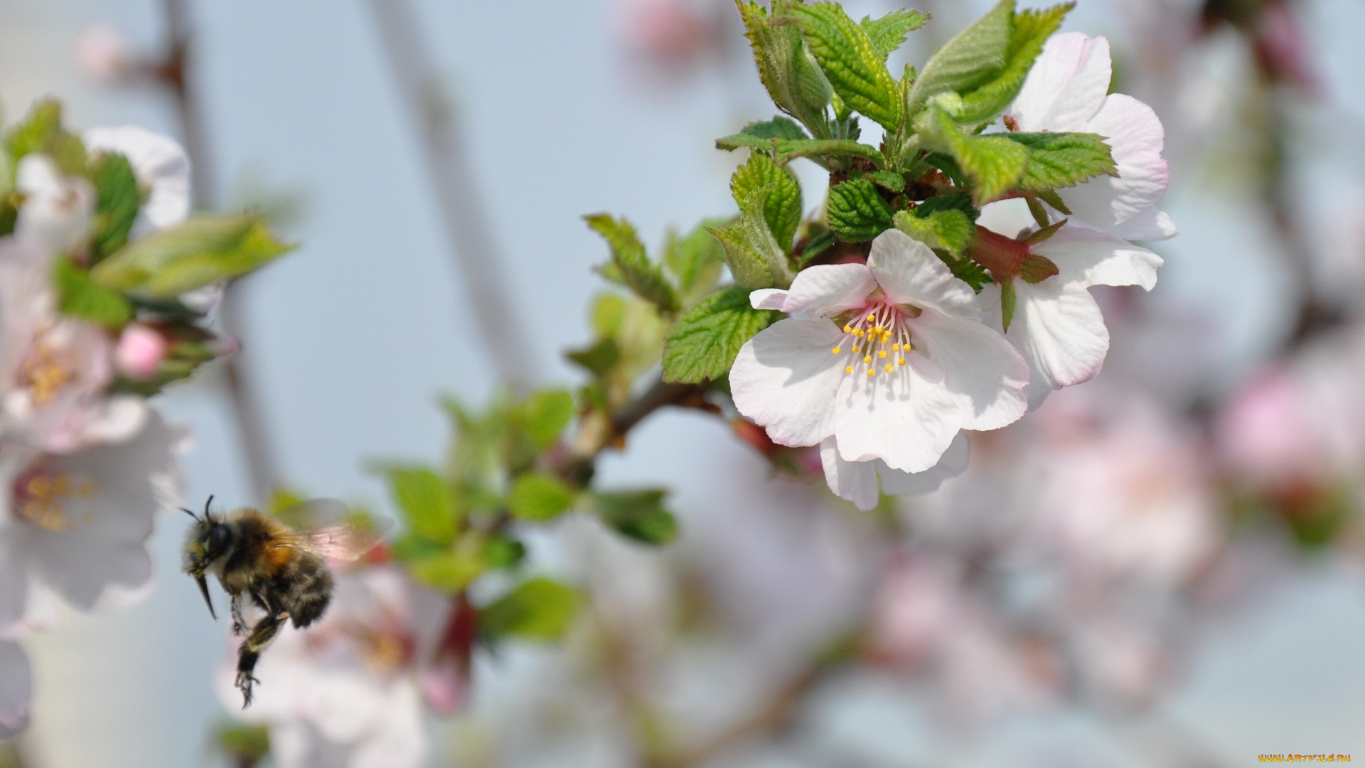 цветы, цветущие, деревья, кустарники
