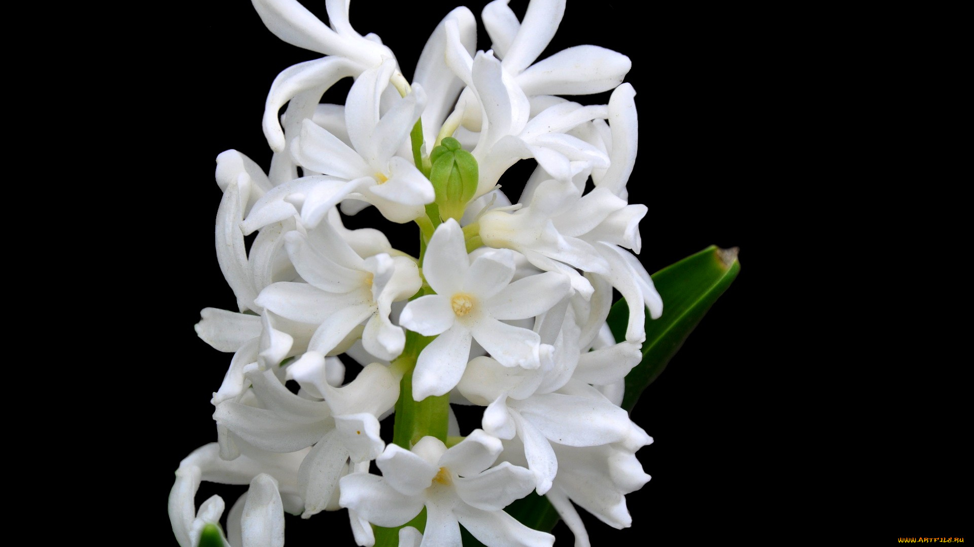 цветы, гиацинты