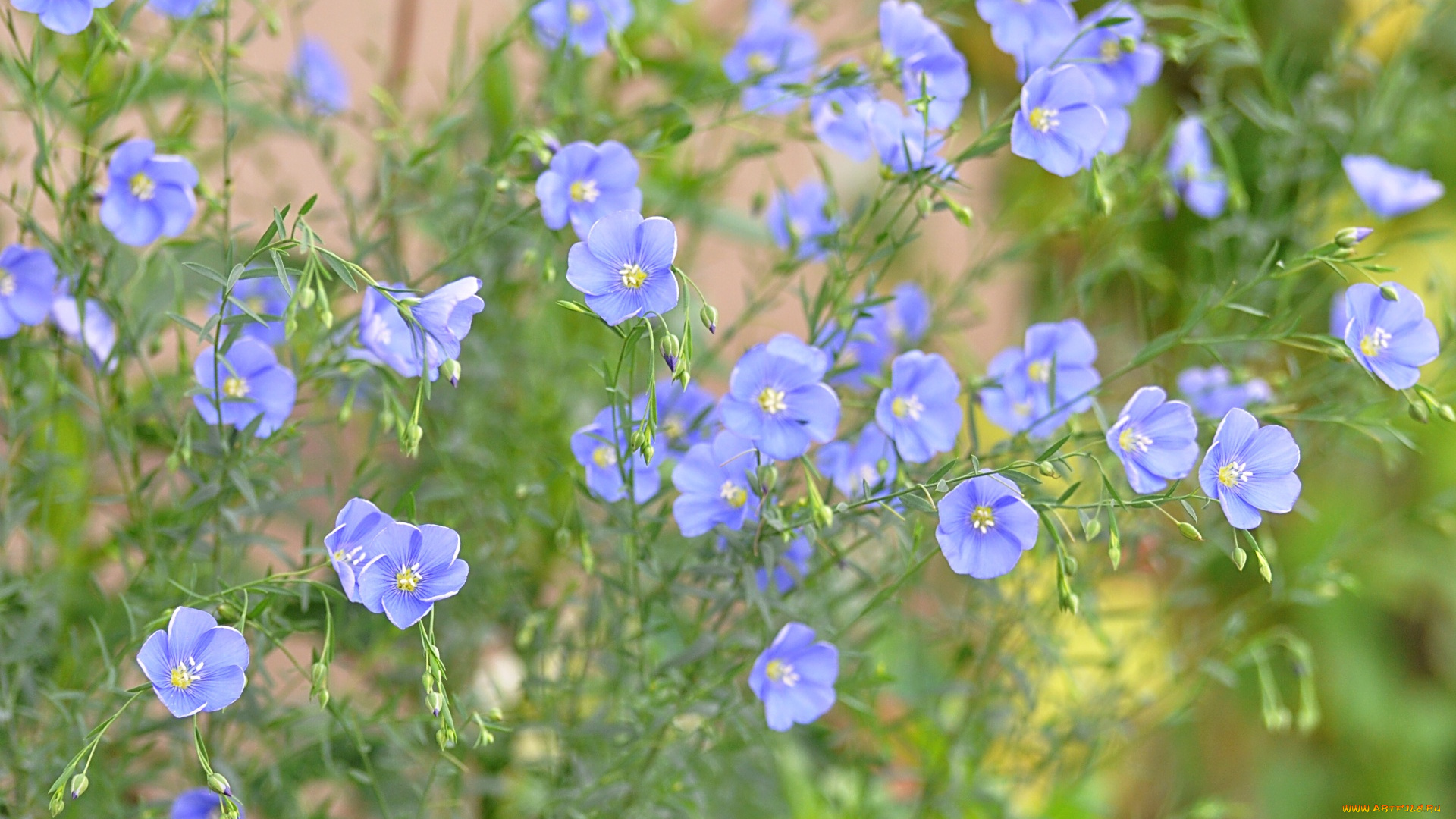 цветы, луговые, полевые