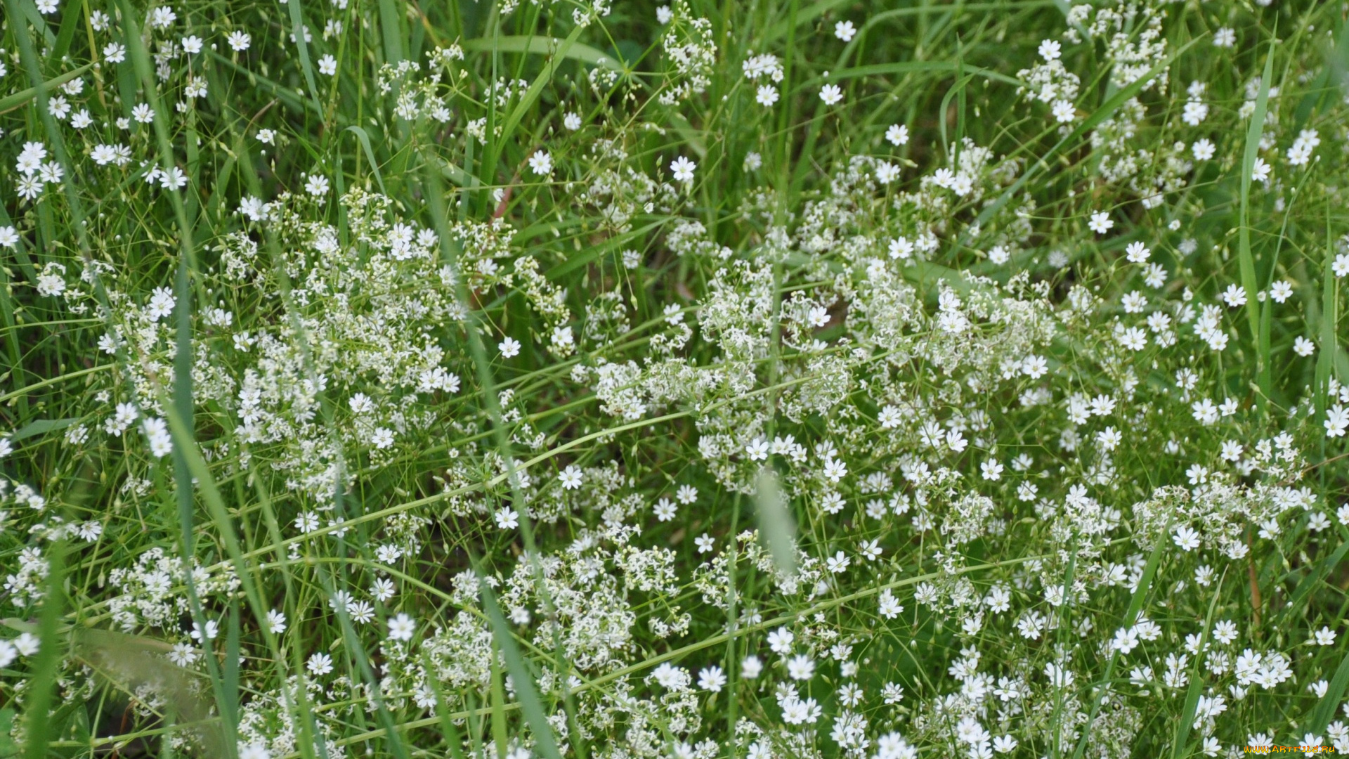 цветы, луговые, полевые