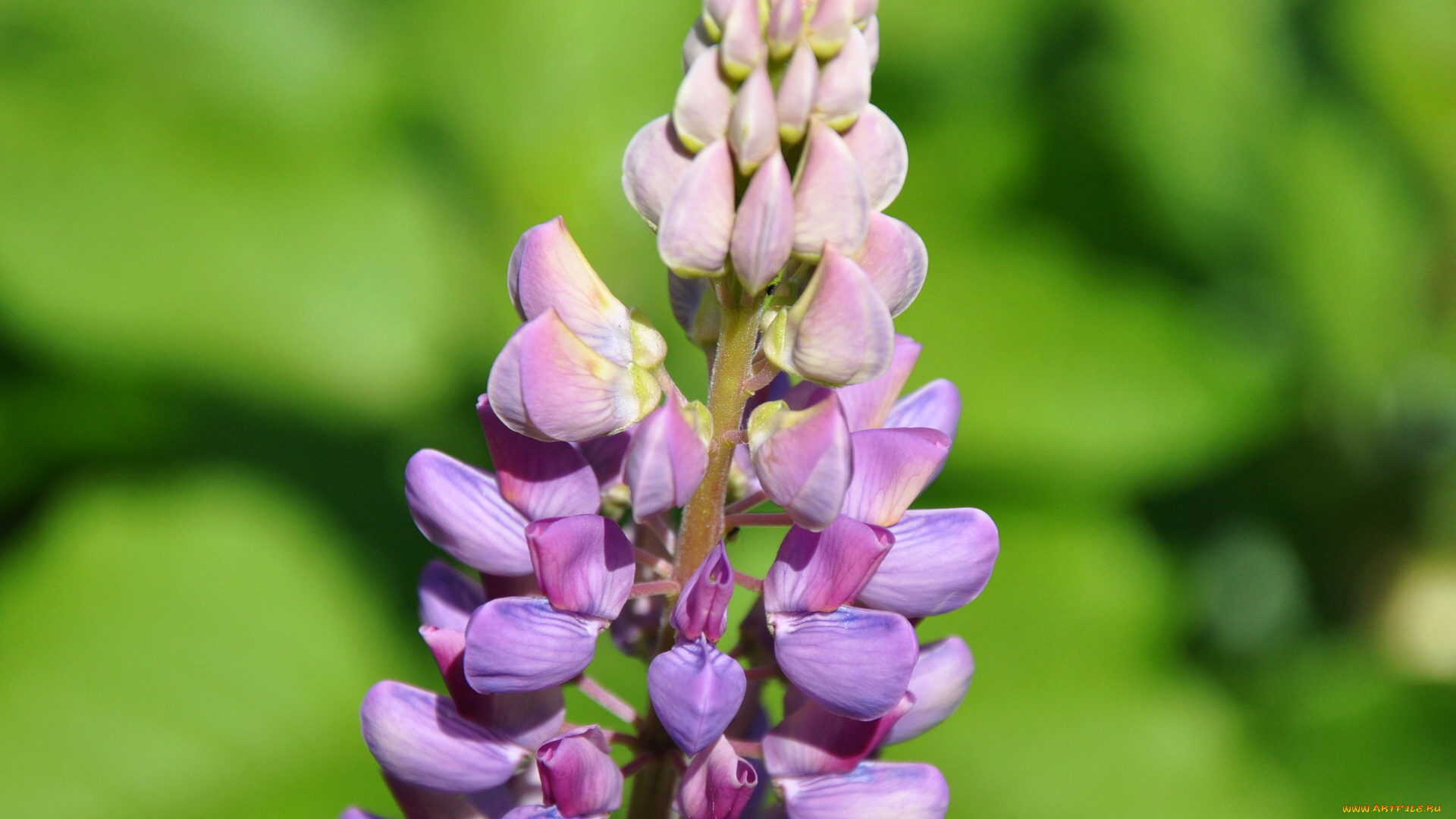 цветы, люпин