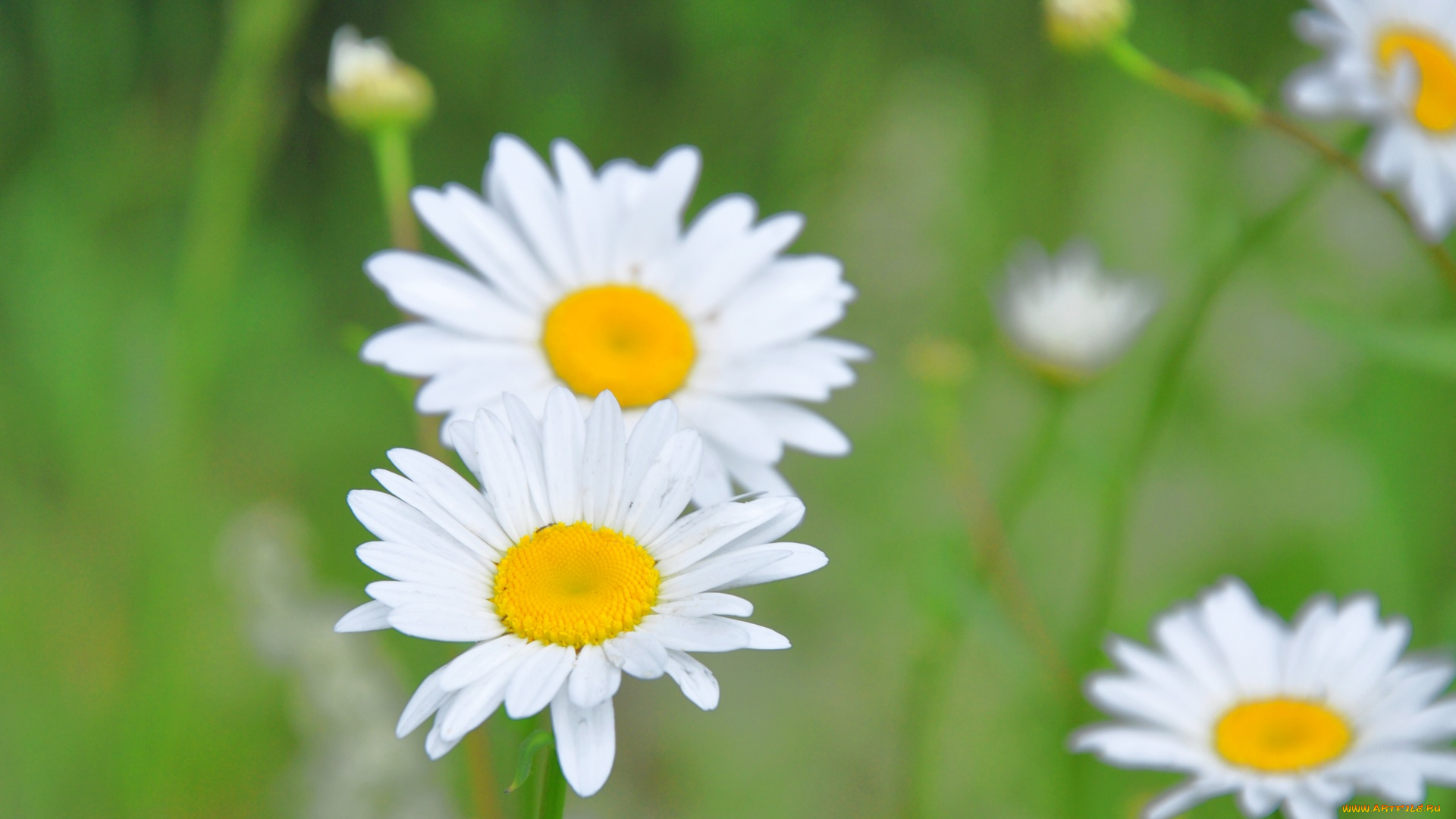 цветы, ромашки