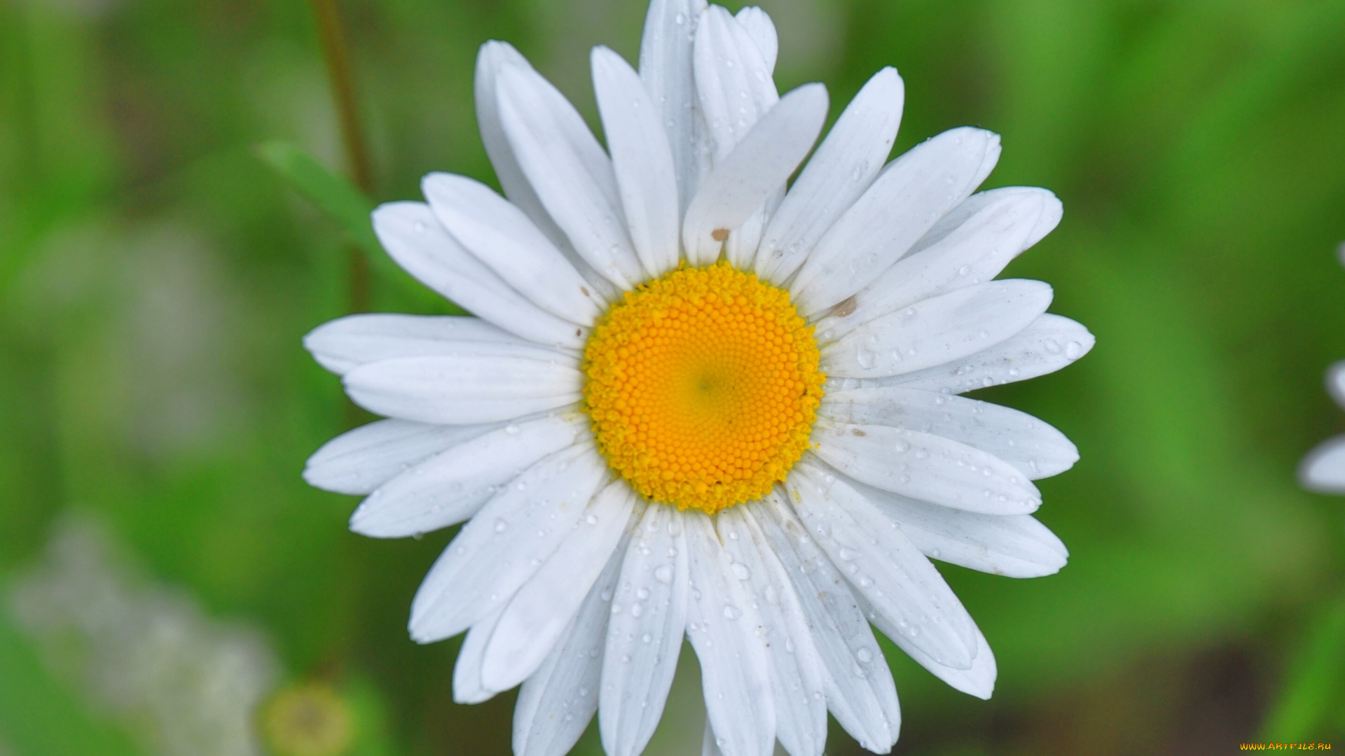 цветы, ромашки