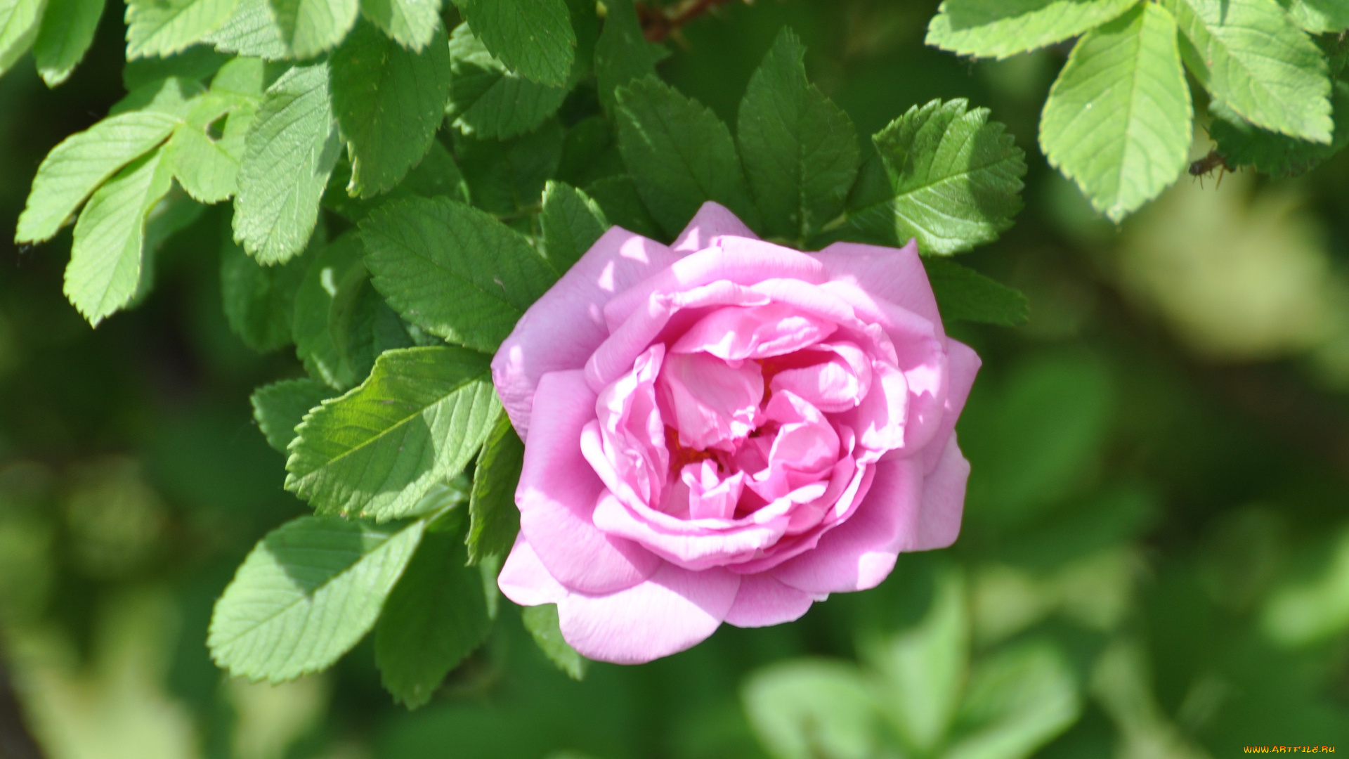 цветы, розы