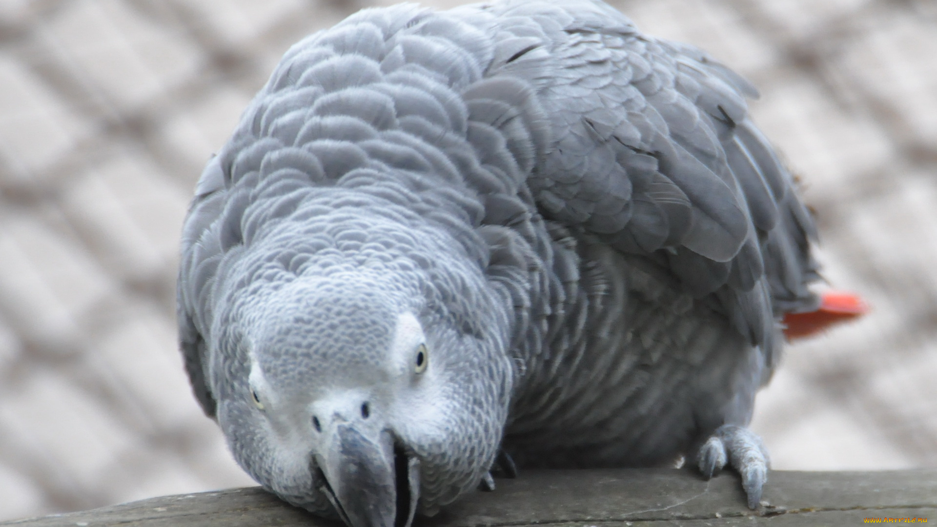 животные, попугаи