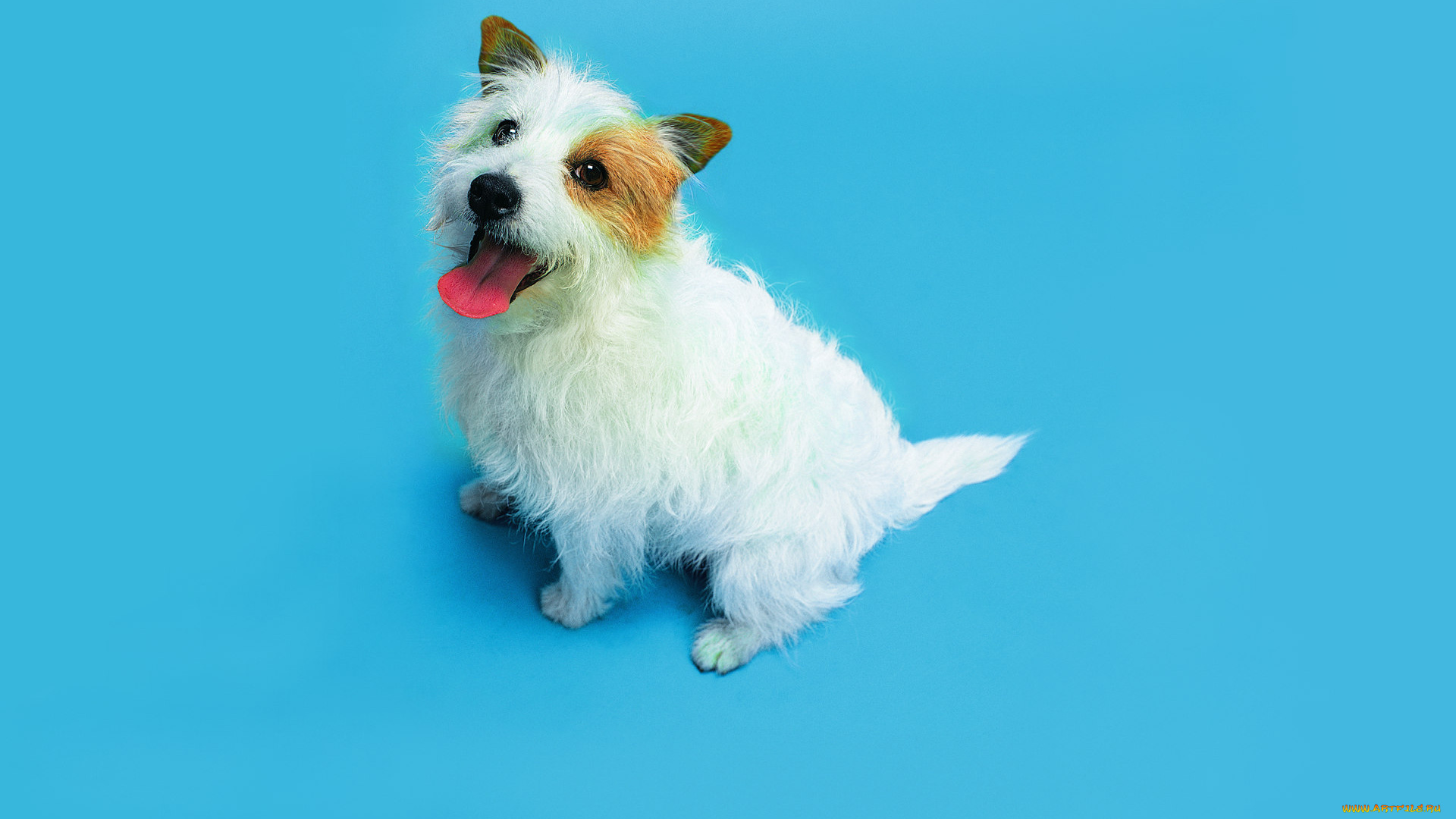 животные, собаки