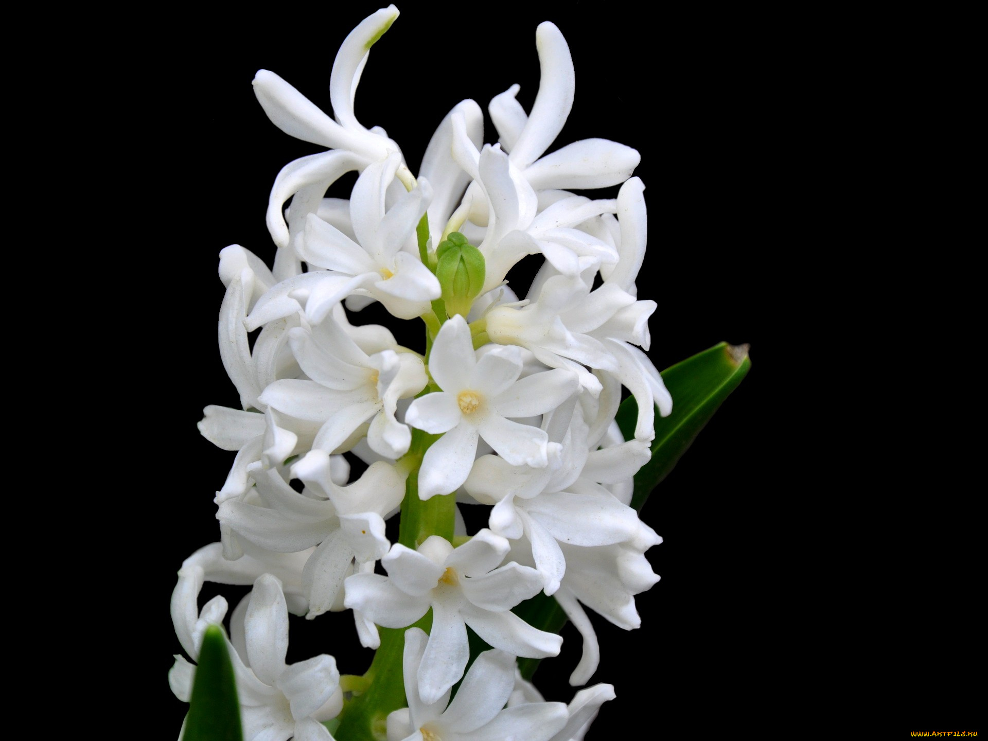 цветы, гиацинты