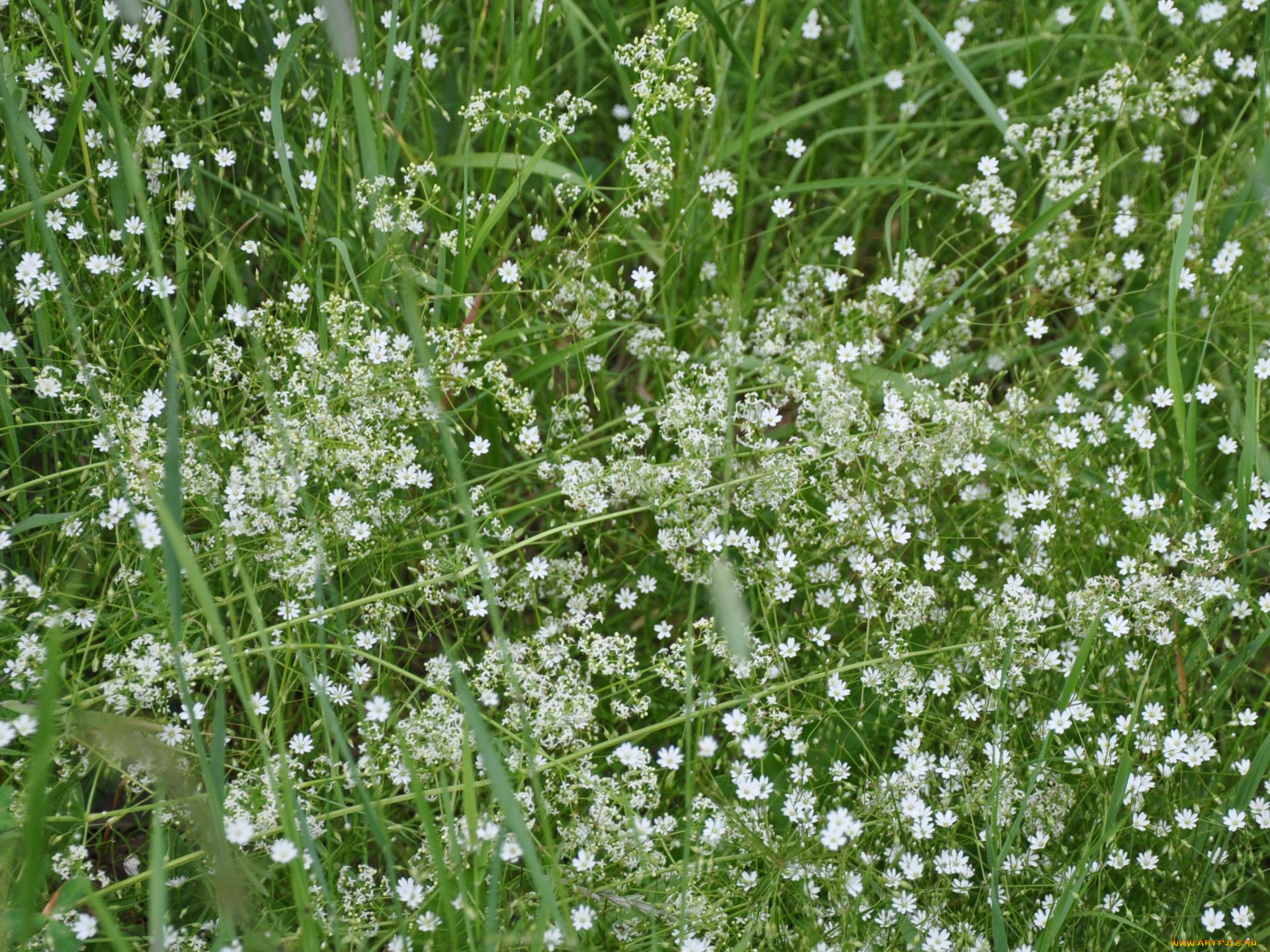 цветы, луговые, полевые