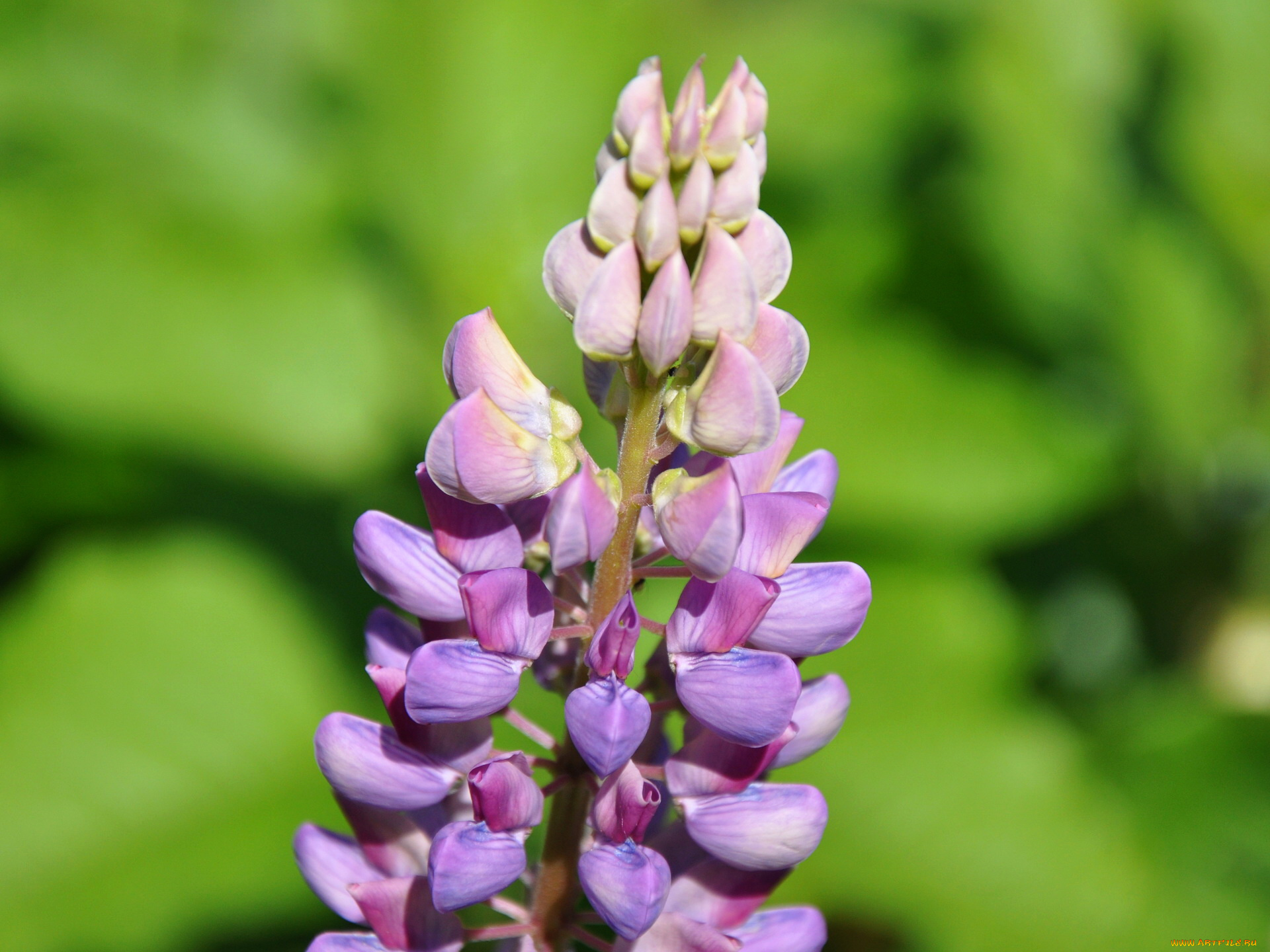 цветы, люпин