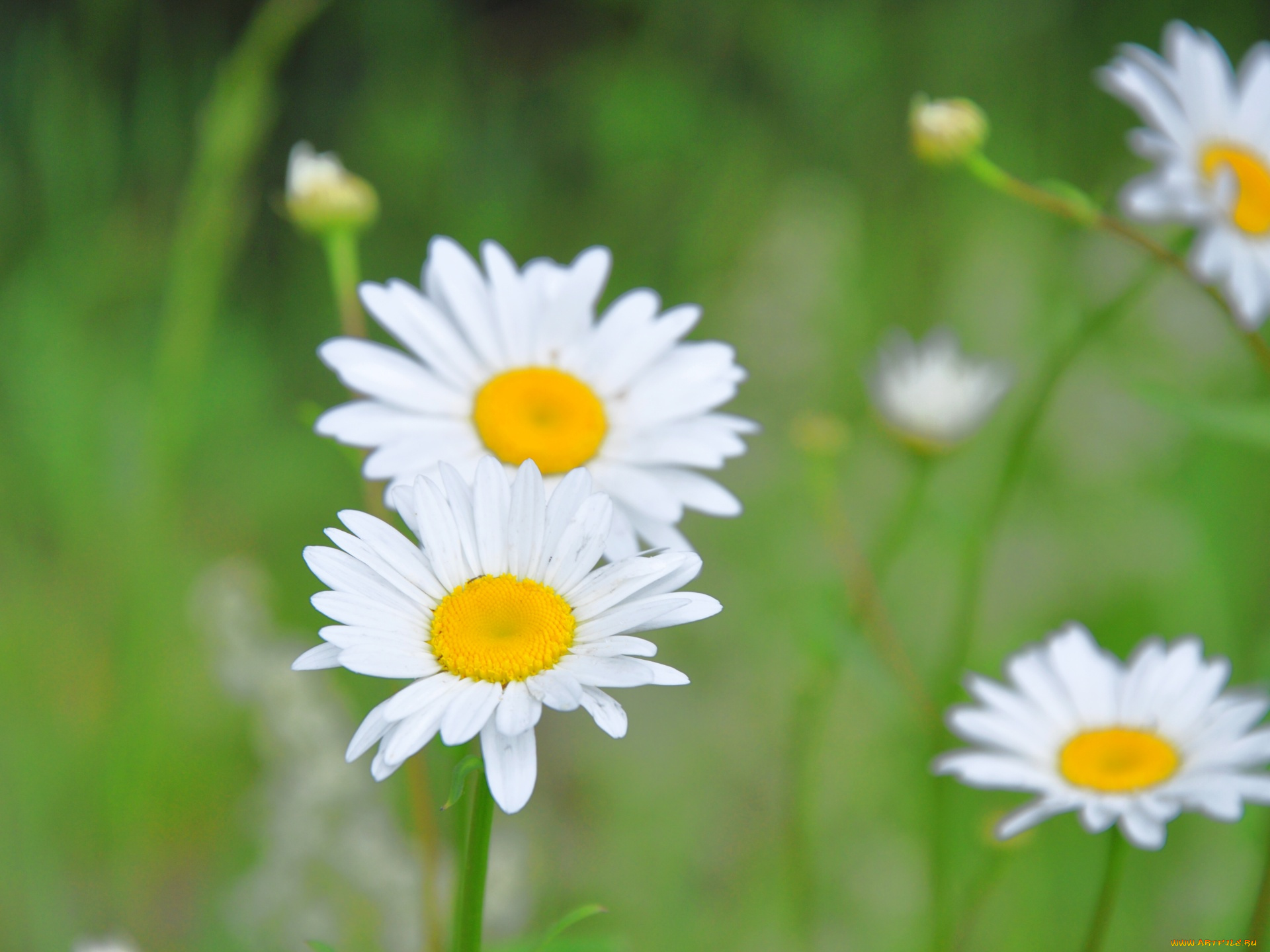 цветы, ромашки