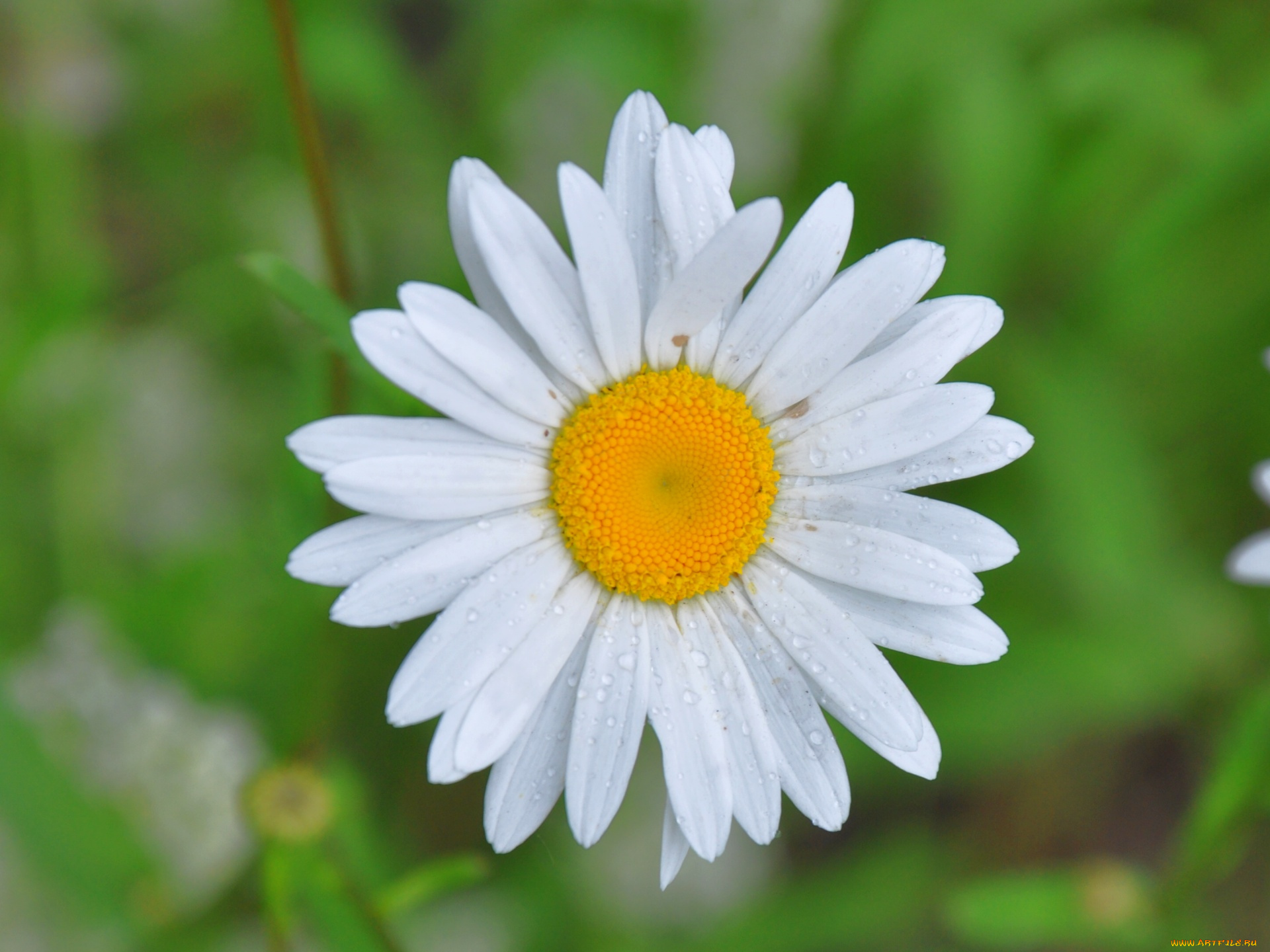 цветы, ромашки