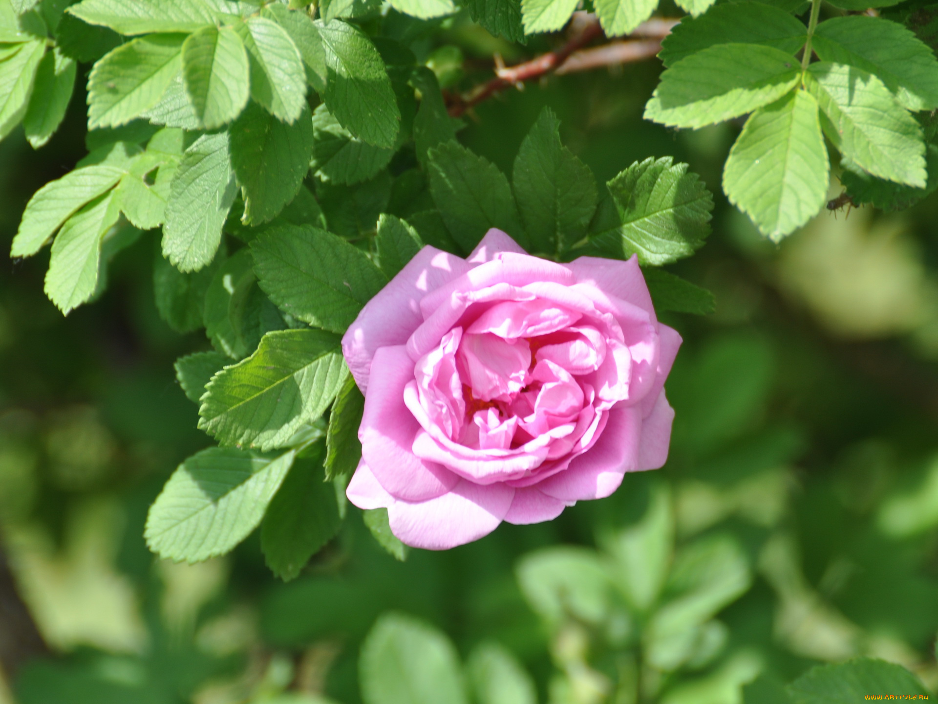 цветы, розы