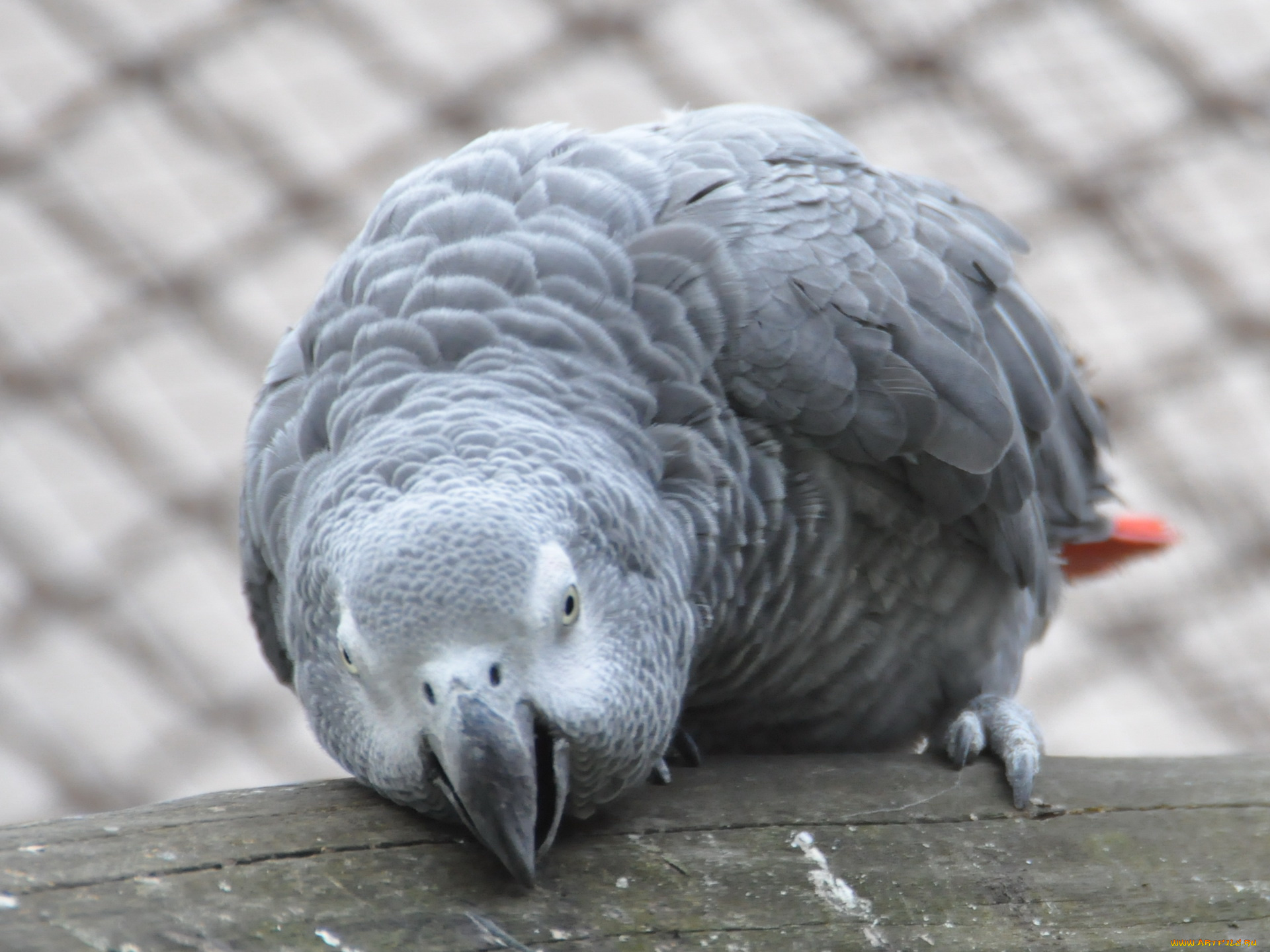 животные, попугаи