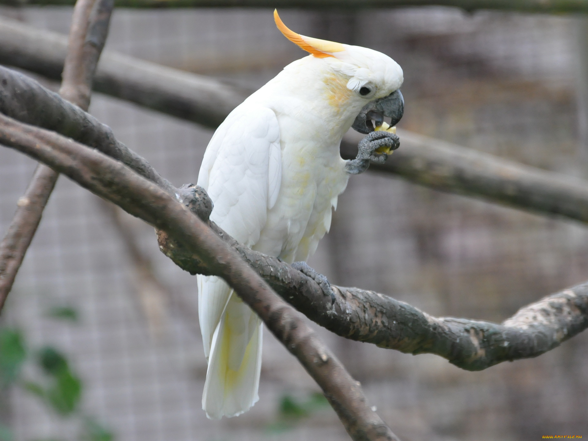 животные, попугаи