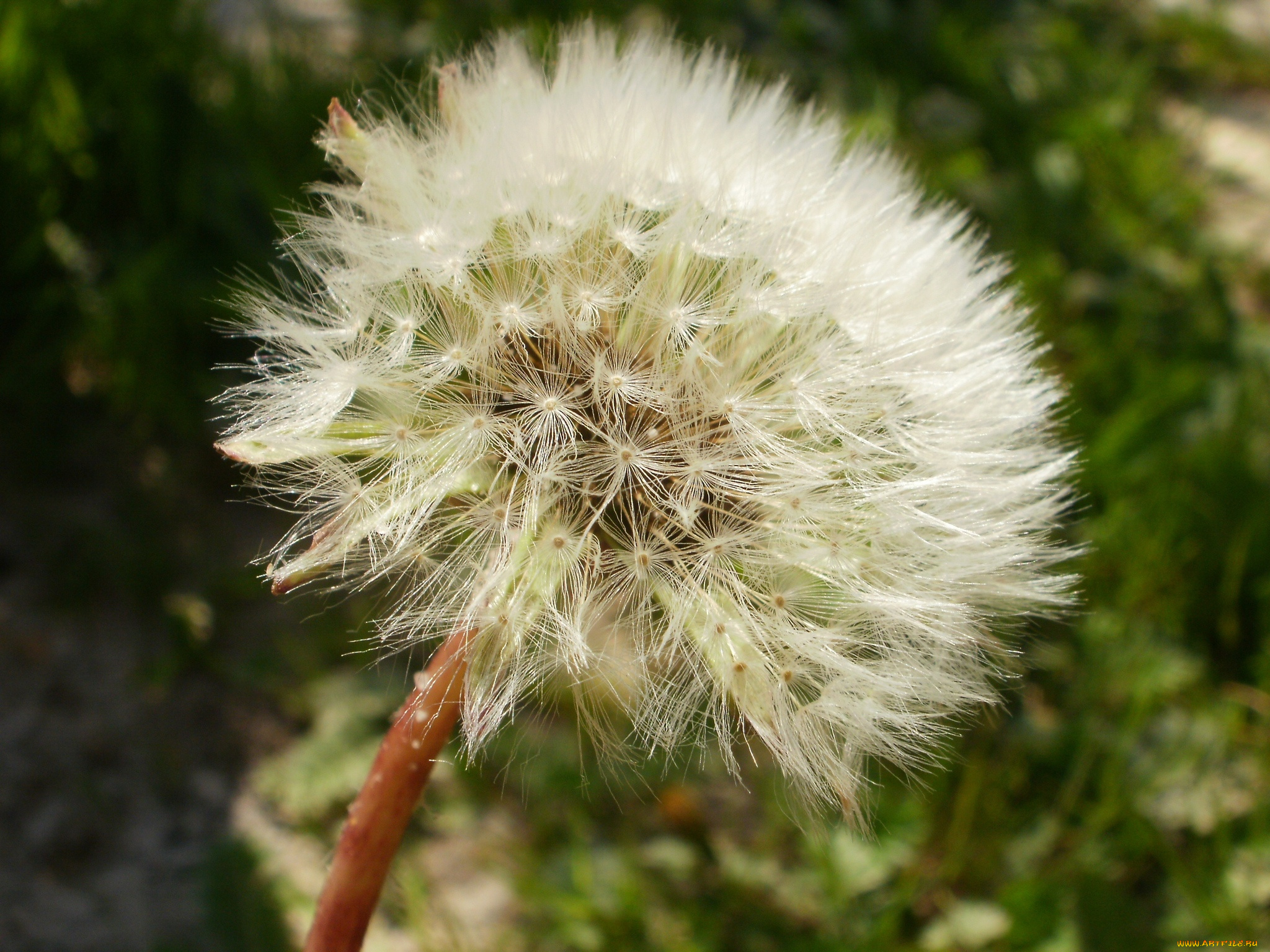 цветы, одуванчики