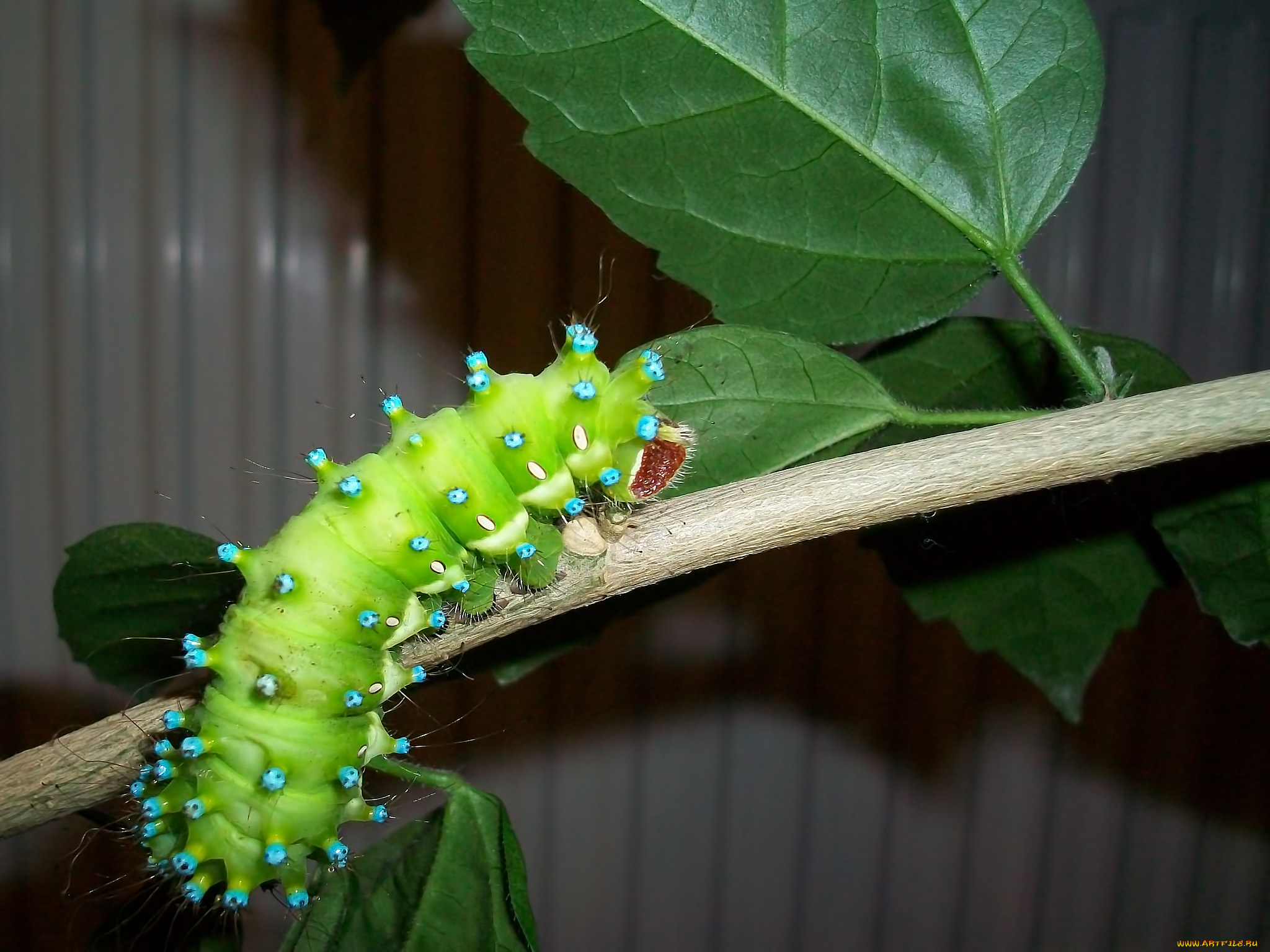 животные, гусеницы