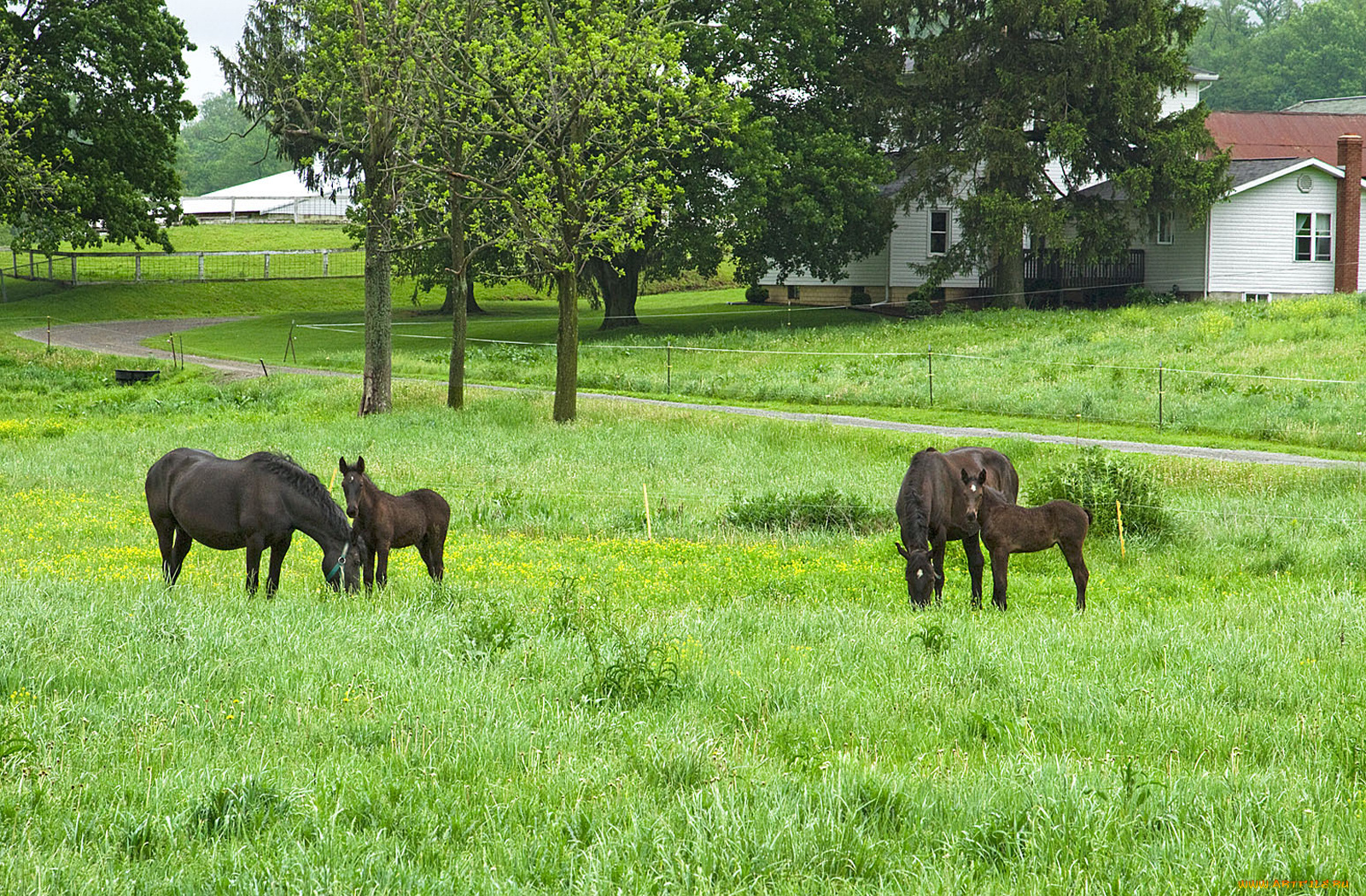 животные, лошади