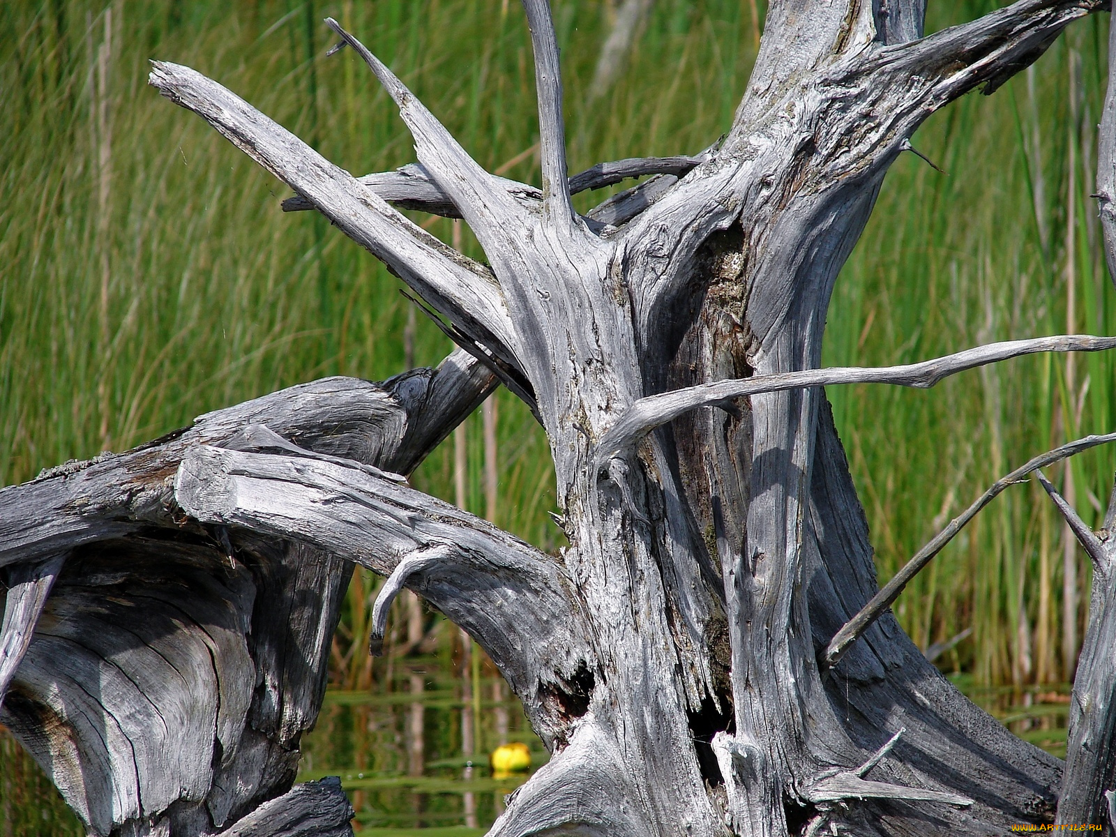природа, деревья, коряга
