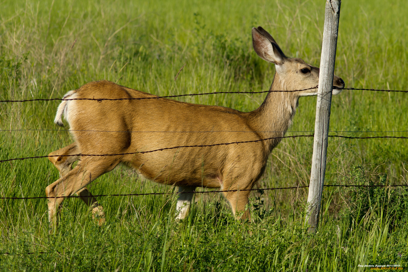 животные, олени, олень