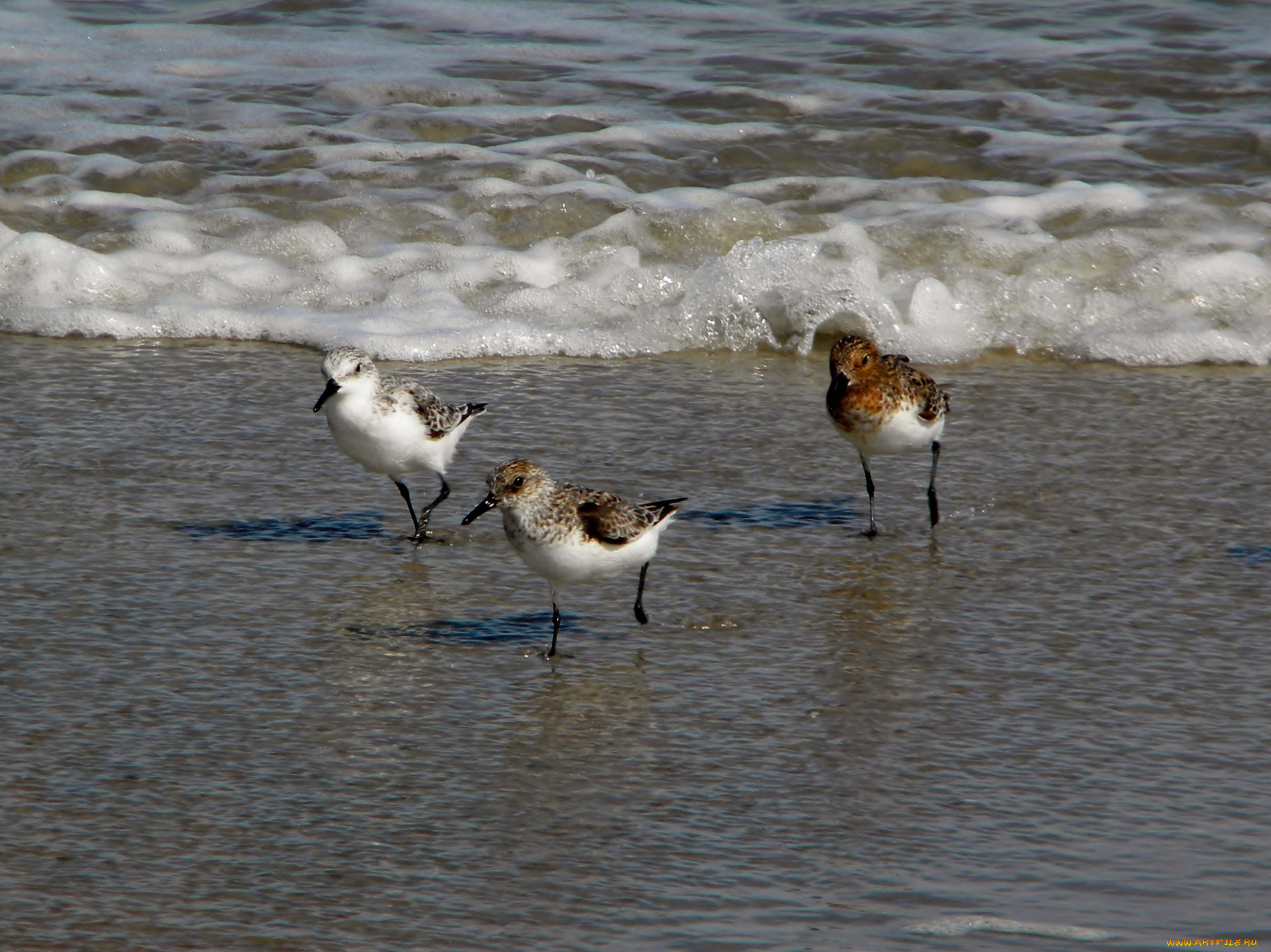 животные, Чайки, бакланы, крачки, волны, песок