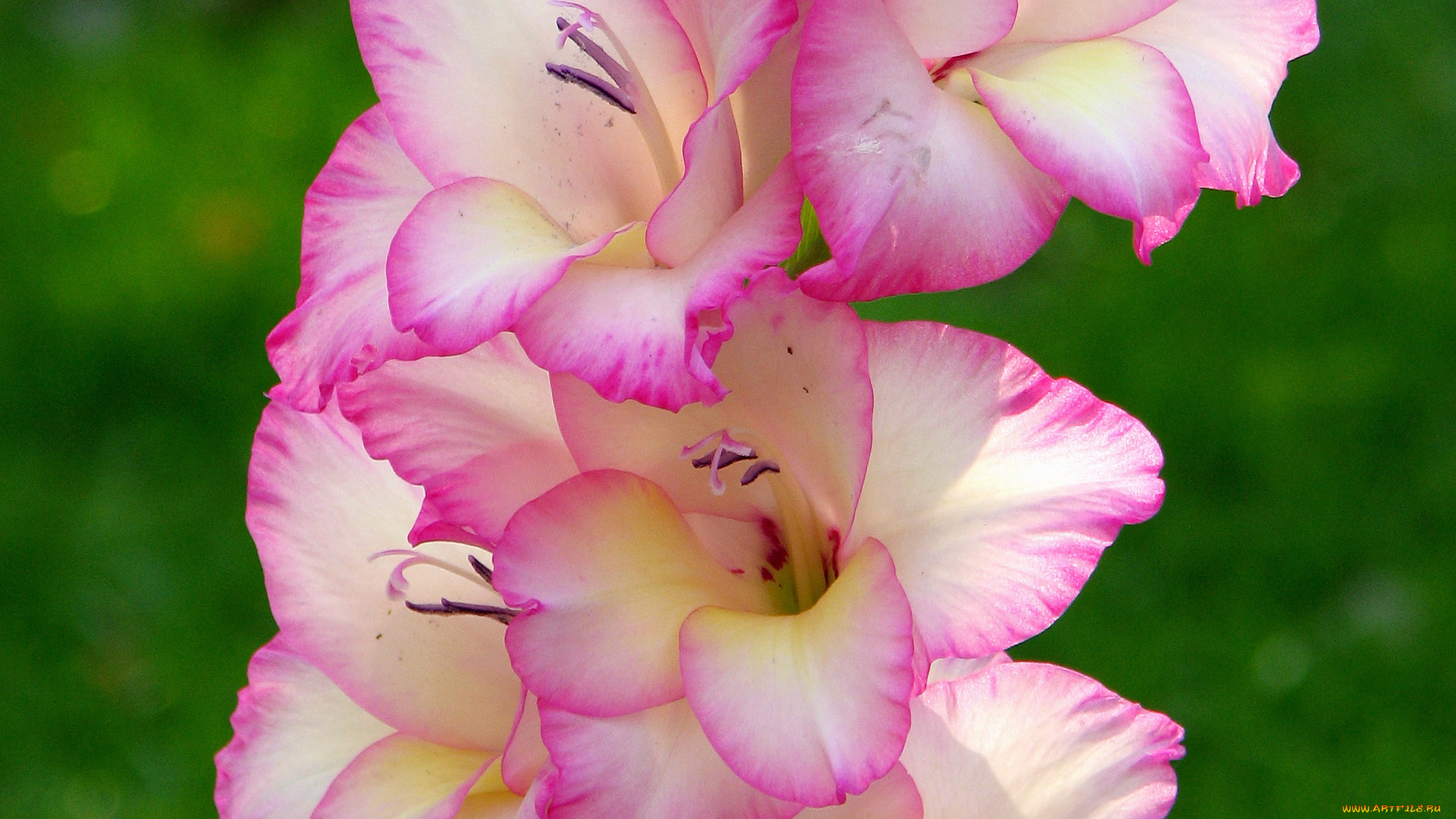 цветы, гладиолусы, ветка, розовые